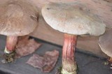 Boletus truncatus image