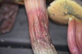 Boletus truncatus image