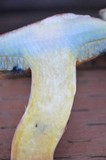 Boletus truncatus image