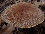Suillus lakei image
