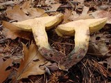 Suillus lakei image