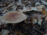 Suillus lakei image