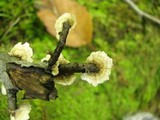 Stereum striatum image