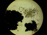 Neurospora crassa image
