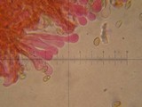 Flammulaster erinaceellus image