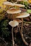 Mycena galericulata image