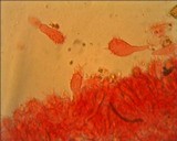 Mycena galericulata image