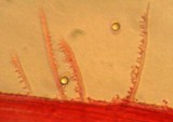 Mycena galericulata image