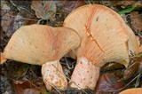 Lactarius salmonicolor image