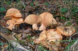 Lactarius salmonicolor image