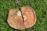 Lactarius salmonicolor image