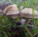 Panaeolus cinctulus image