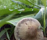 Panaeolus cinctulus image