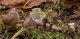 Mycena hemisphaerica image