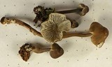 Mycena hemisphaerica image