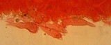 Mycena hemisphaerica image