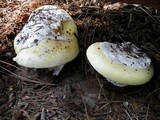 Amanita vernicoccora image