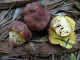 Boletus regius image
