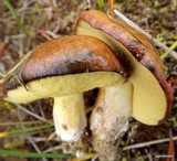 Suillus brevipes image