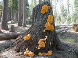 Laetiporus conifericola image