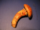 Suillus ponderosus image