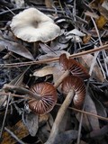 Laccaria vinaceobrunnea image