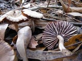 Laccaria vinaceobrunnea image