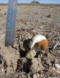 Battarrea phalloides image