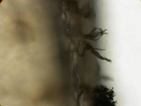 Penicillium roqueforti image