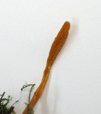 Cordyceps militaris image