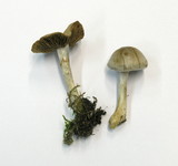 Cortinarius anomalus image