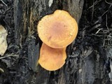 Gymnopilus sapineus image