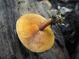 Gymnopilus sapineus image