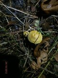 Tricholoma sulphureum image