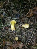 Tricholoma sulphureum image