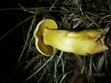 Tricholoma sulphureum image