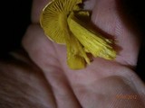 Tricholoma sulphureum image