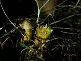 Tricholoma sulphureum image