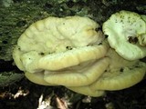Climacodon septentrionalis image