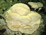 Climacodon septentrionalis image