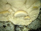 Climacodon septentrionalis image