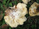 Hypomyces macrosporus image