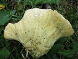 Hypomyces macrosporus image