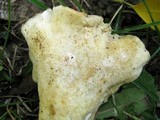 Hypomyces macrosporus image