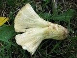 Hypomyces macrosporus image