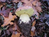 Boletus regius image