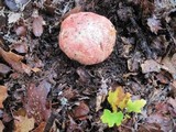 Boletus regius image