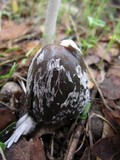 Coprinopsis picacea image