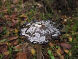 Coprinopsis picacea image