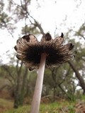 Coprinopsis picacea image